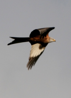 Les oiseaux et la rivière : avifaune remarquable qu’abrite l’ARROUX et sa vallée